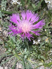 Psephellus caucasicus