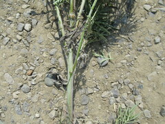 Artemisia leucophylla