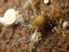 Podoceridae