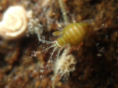Podoceridae