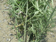 Artemisia leucophylla