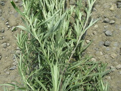 Artemisia leucophylla