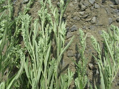 Artemisia leucophylla