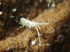 Podoceridae