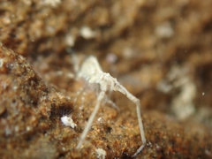 Podoceridae