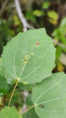 Aceria varia