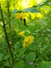 Sonchus arvensis uliginosus