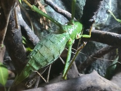 Heteropteryx dilatata