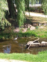 Ardea cinerea