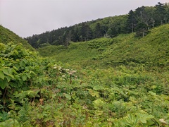 Abies sachalinensis