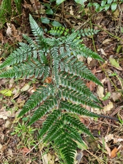 Arachniodes aristata