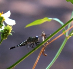 Diplacodes trivialis