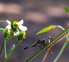 Diplacodes trivialis