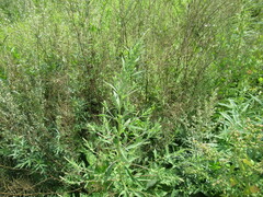 Axyris amaranthoides