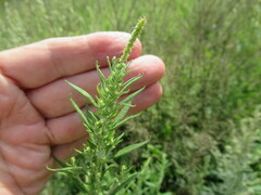 Axyris amaranthoides