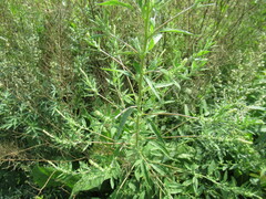 Axyris amaranthoides