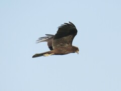Circus aeruginosus