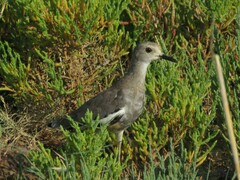 Vanellus leucurus