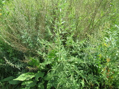 Axyris amaranthoides