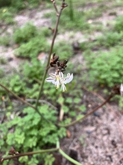 Trachyandra muricata