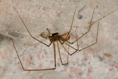 Hoplopholcus forskali