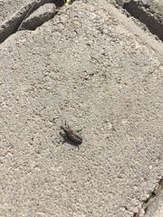 Cyphocleonus adumbratus