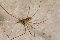 Hoplopholcus forskali