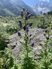 Aconitum nasutum