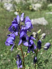 Aconitum nasutum