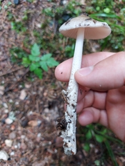 Amanita brunneofuliginea