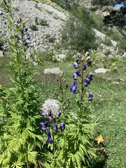 Aconitum nasutum