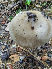 Amanita brunneofuliginea