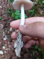 Amanita brunneofuliginea