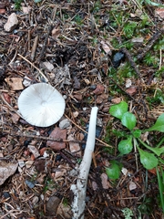 Amanita brunneofuliginea