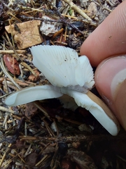 Amanita brunneofuliginea