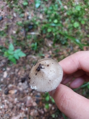 Amanita brunneofuliginea