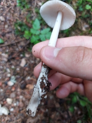 Amanita brunneofuliginea
