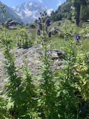 Aconitum nasutum
