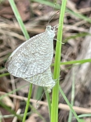 Leptosia