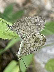 Leptosia