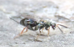 Monodontomerus