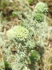 Rhopalomyia saissanica