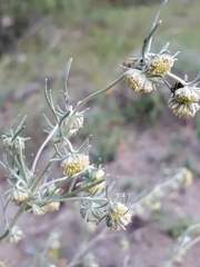 Artemisia jacutica