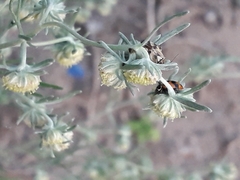 Artemisia jacutica