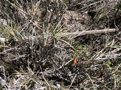Ephedra compacta
