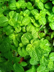 Pilea nummulariifolia