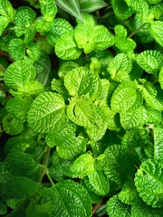 Pilea nummulariifolia