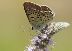 Lycaena tityrus subalpina