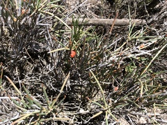 Ephedra compacta