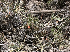 Ephedra compacta